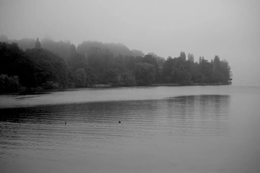 Misty Lake Edge
