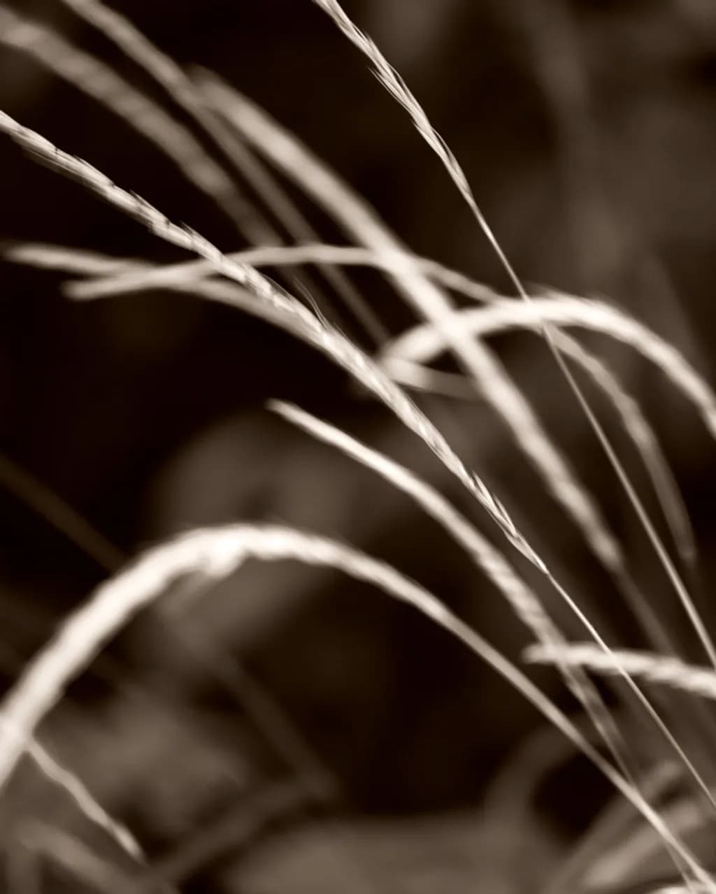Sepia Grass Curves
