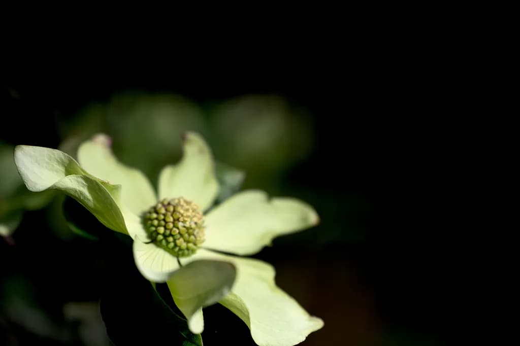 Radiant Bloom