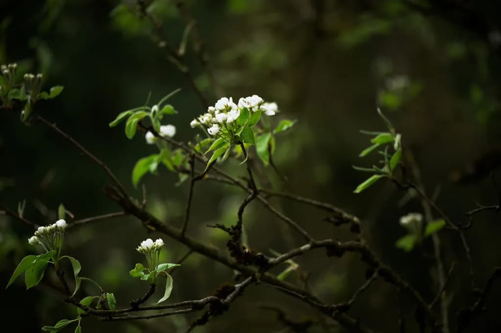 Whiteflower Contrast