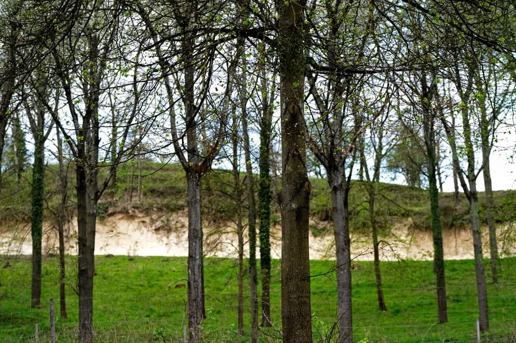 Quiet Forest Edge