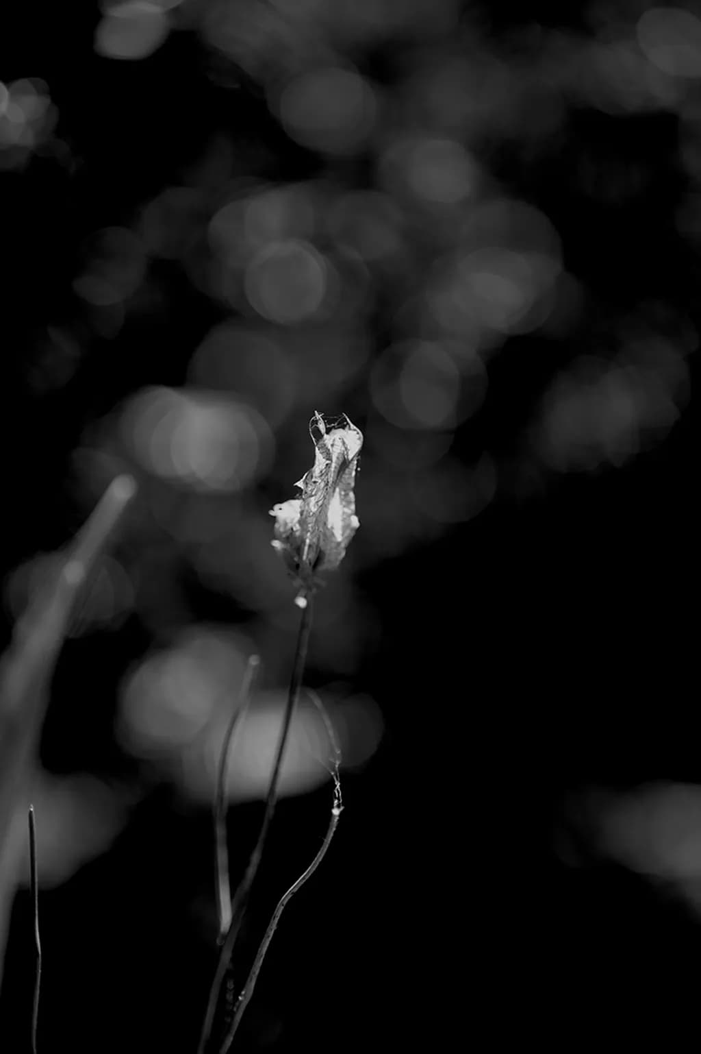 Fading Echoes