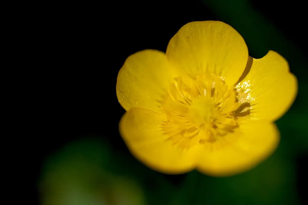 Golden Bloom