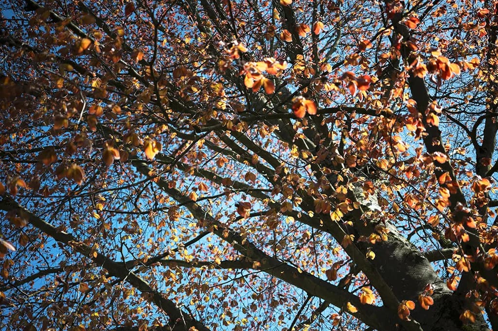 Autumn Canopy