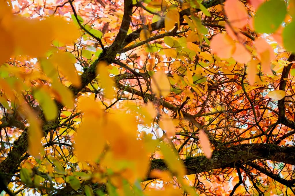 Autumn Canopy