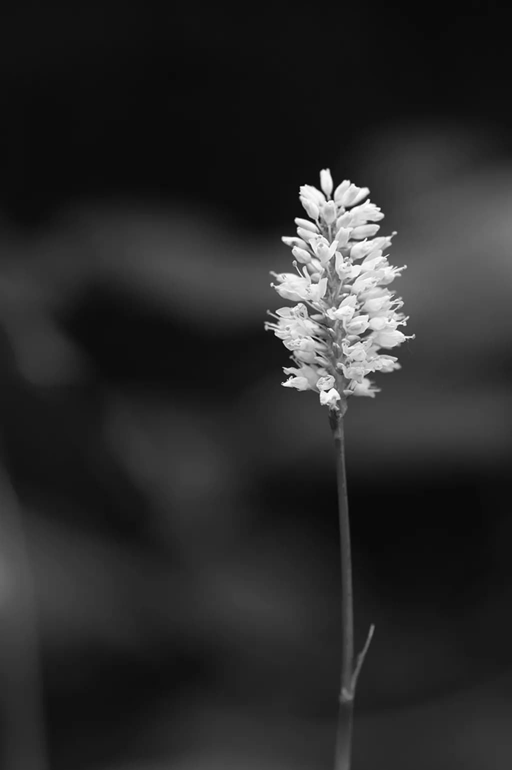 Monochrome Bloom