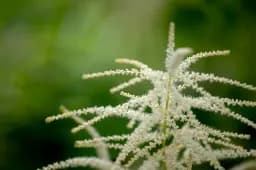 Delicate Bloom