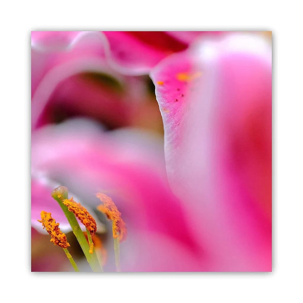 Pink Flower Closeup