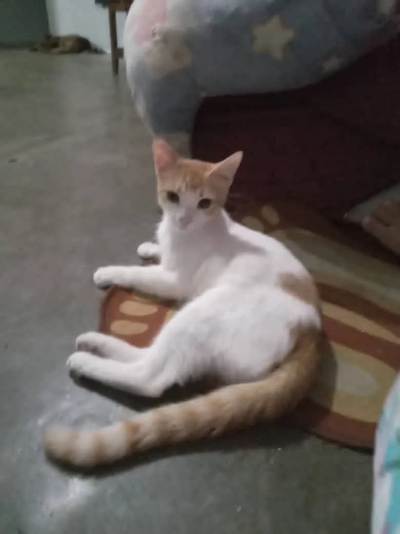 Curious Cat