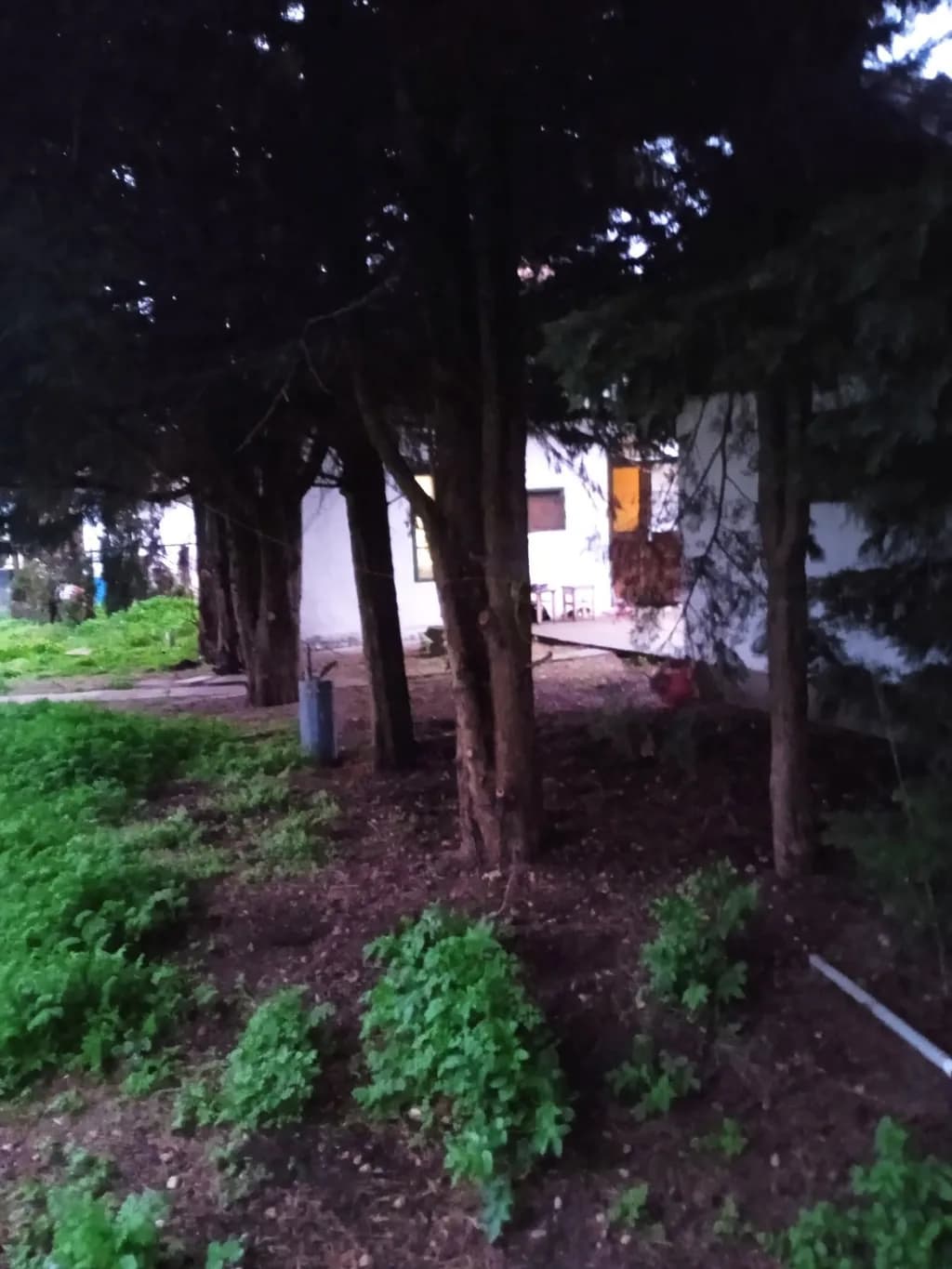 Cozy Retreat Among Trees