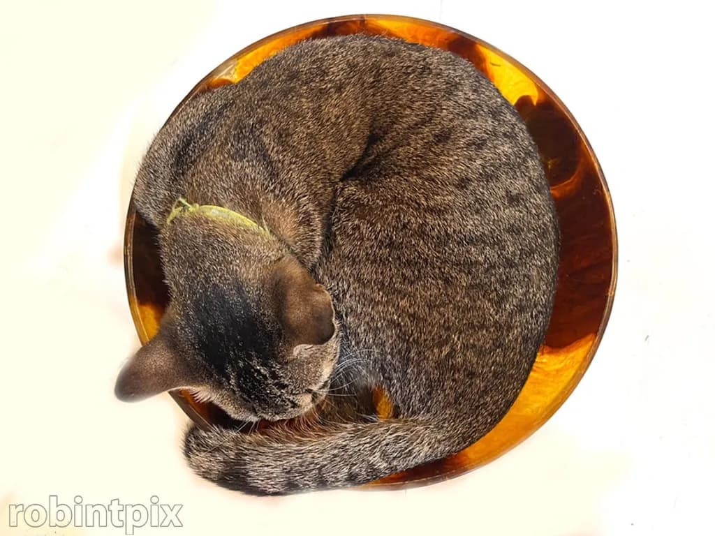 Curled in Amber