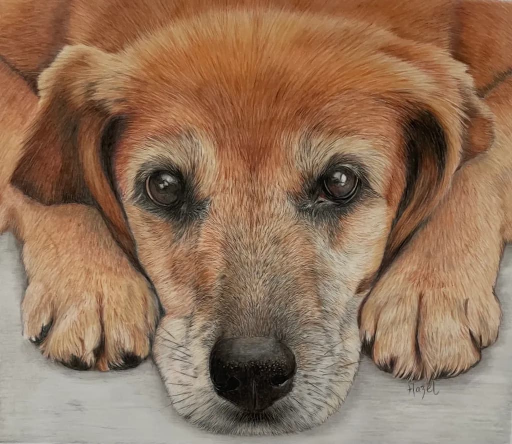 Golden Companion