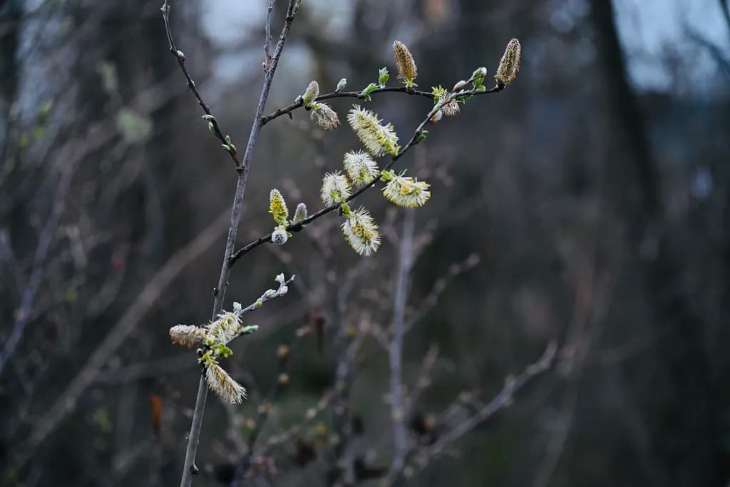 Spring Buds