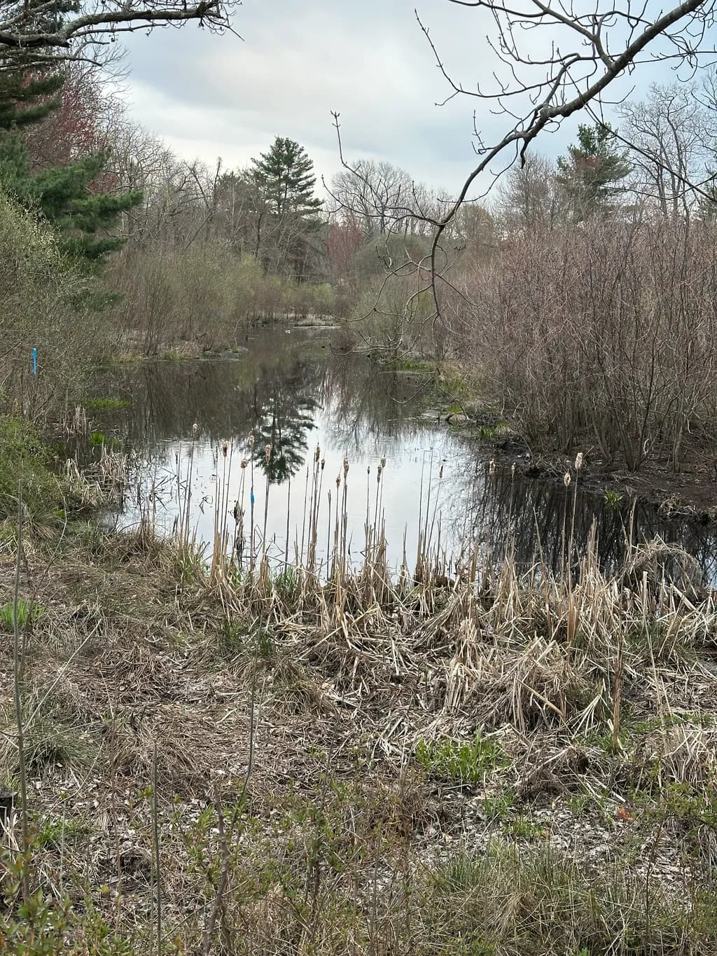 Silent Marsh Reflection