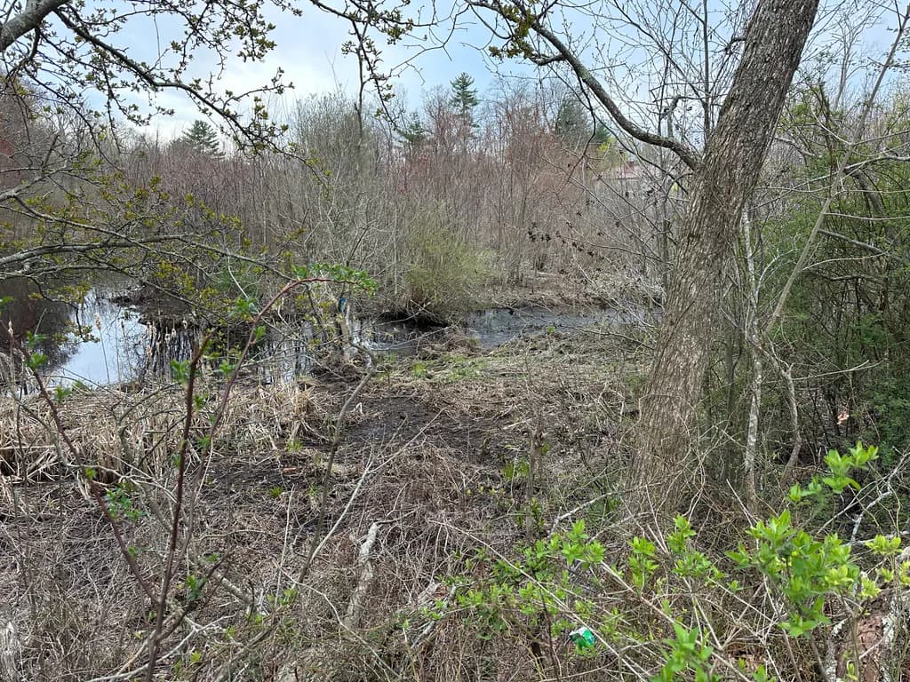 Spring Wetland Reflections