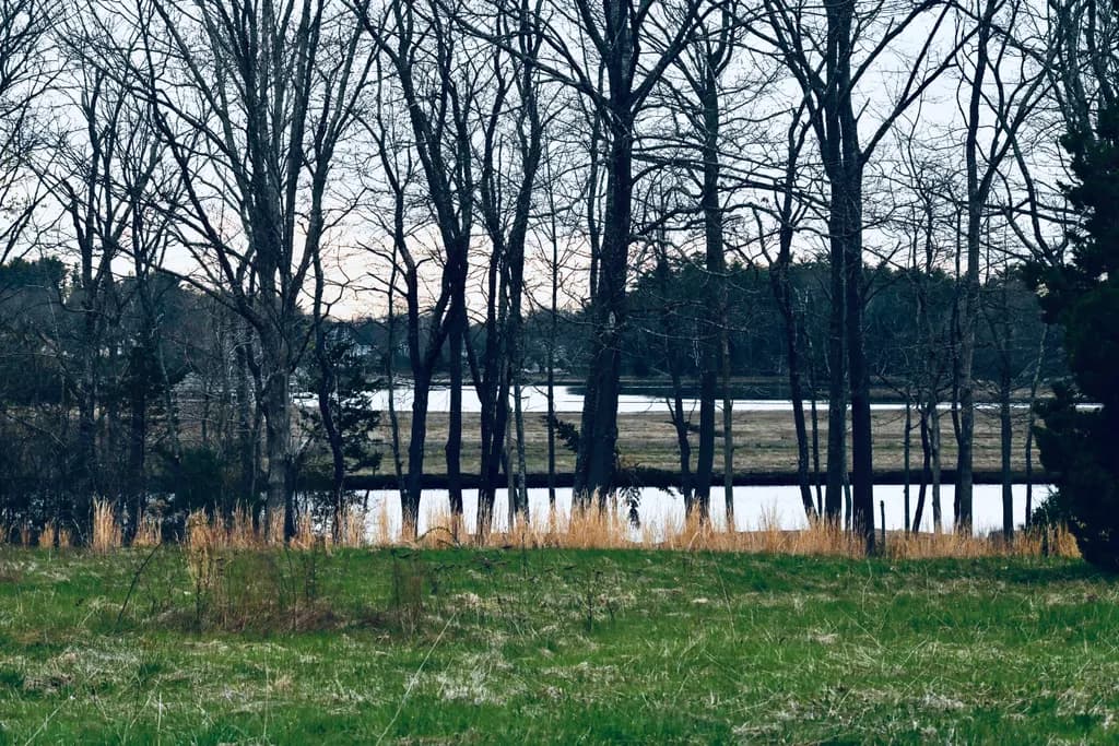 Bare Branches by the Lake