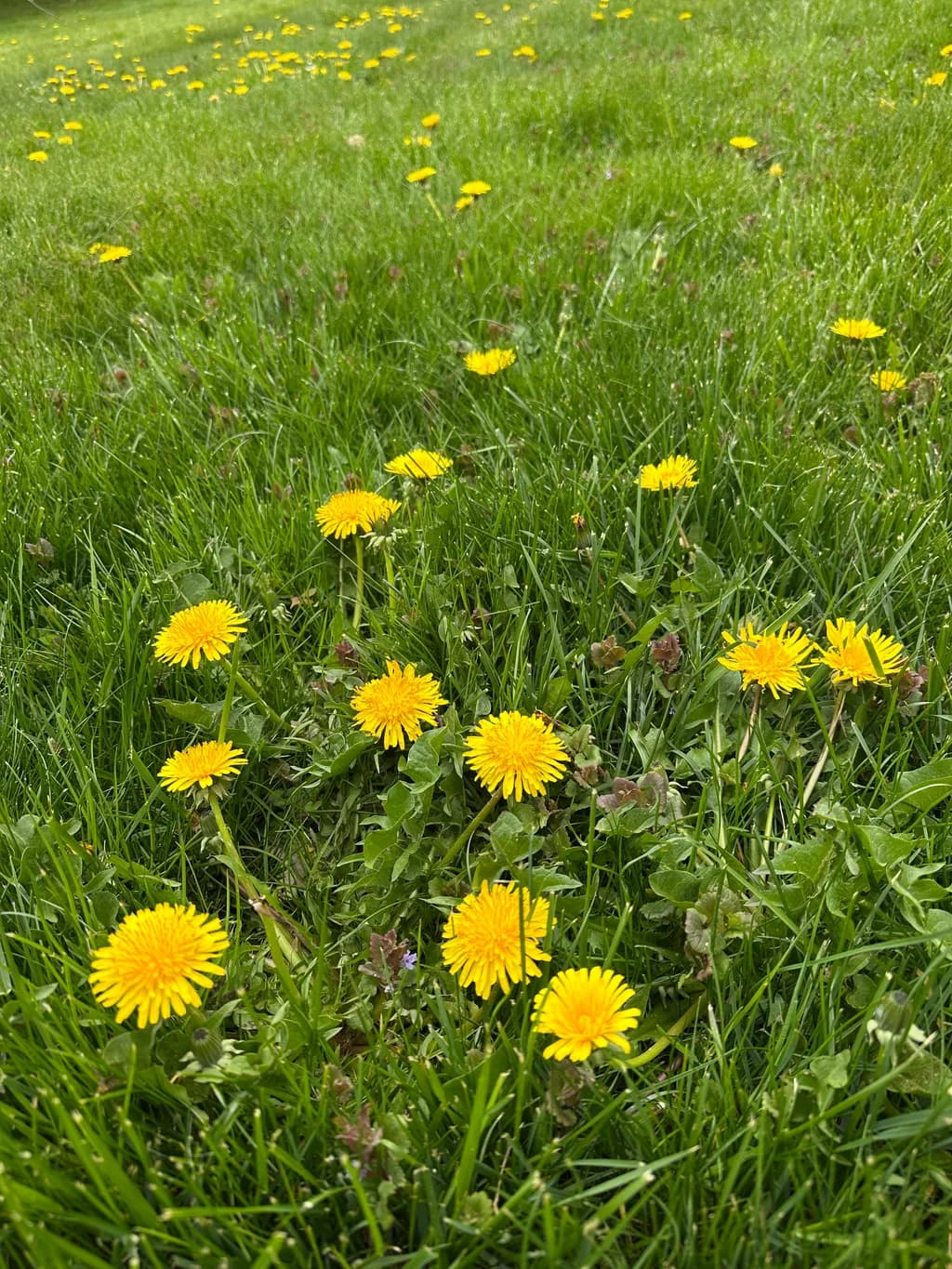 Golden Dandelions