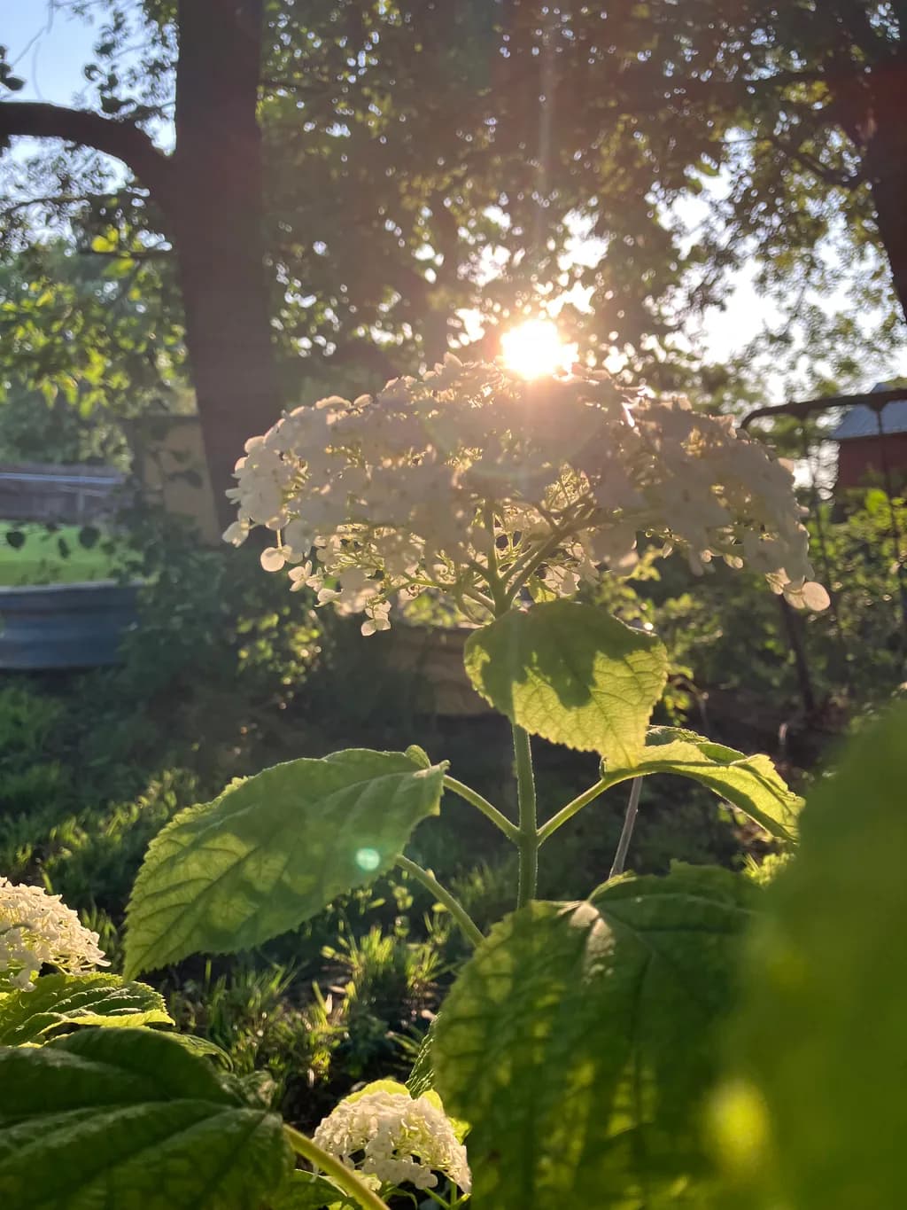 Sunlit Hydrangeas