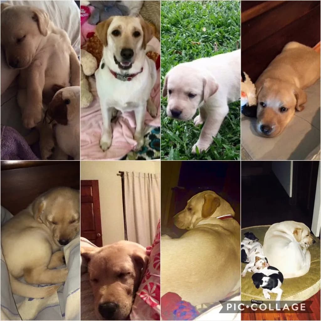 Puppy Adventures