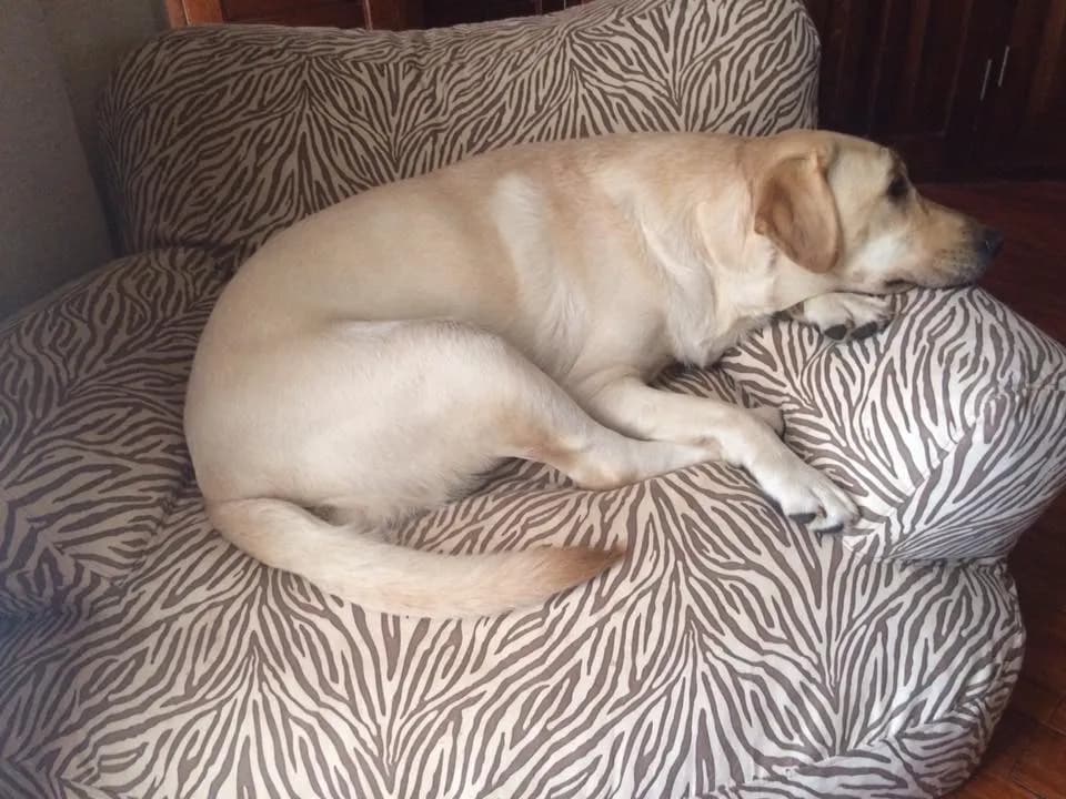 Lazy Afternoon