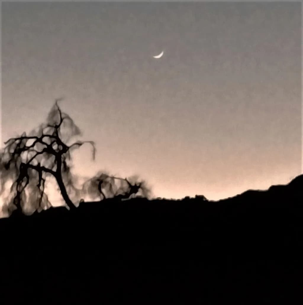 Moonlit Tree