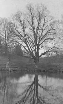 Monochrome Reflection