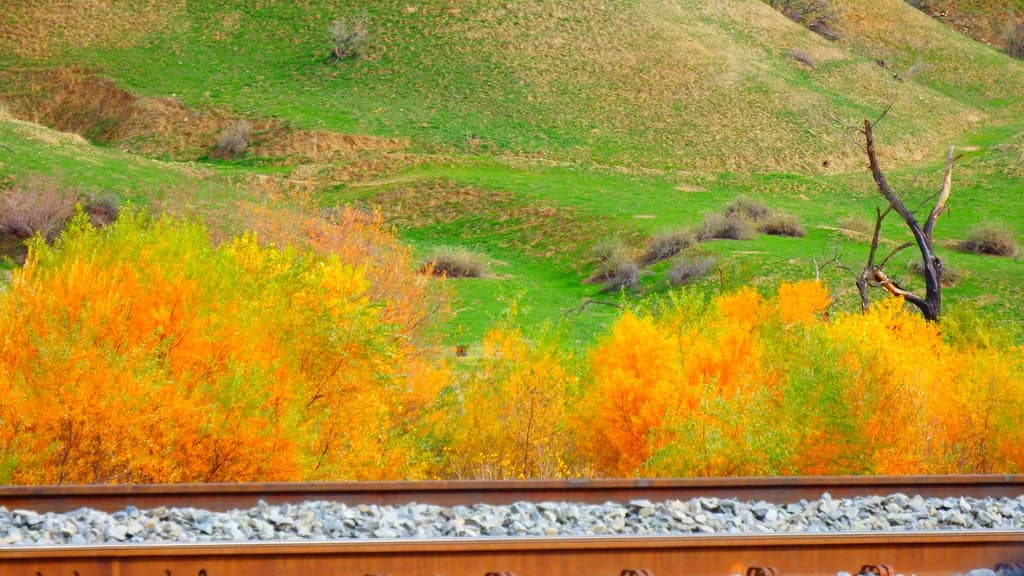 Autumn Tracks