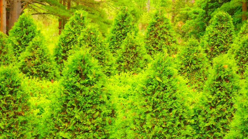 Lush Greenery