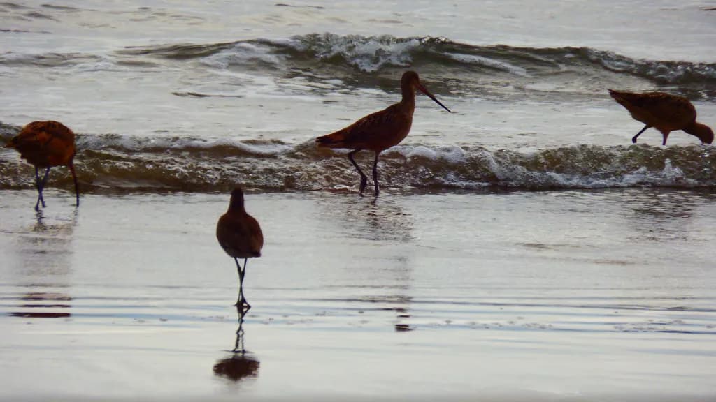 Shorebird Serenity