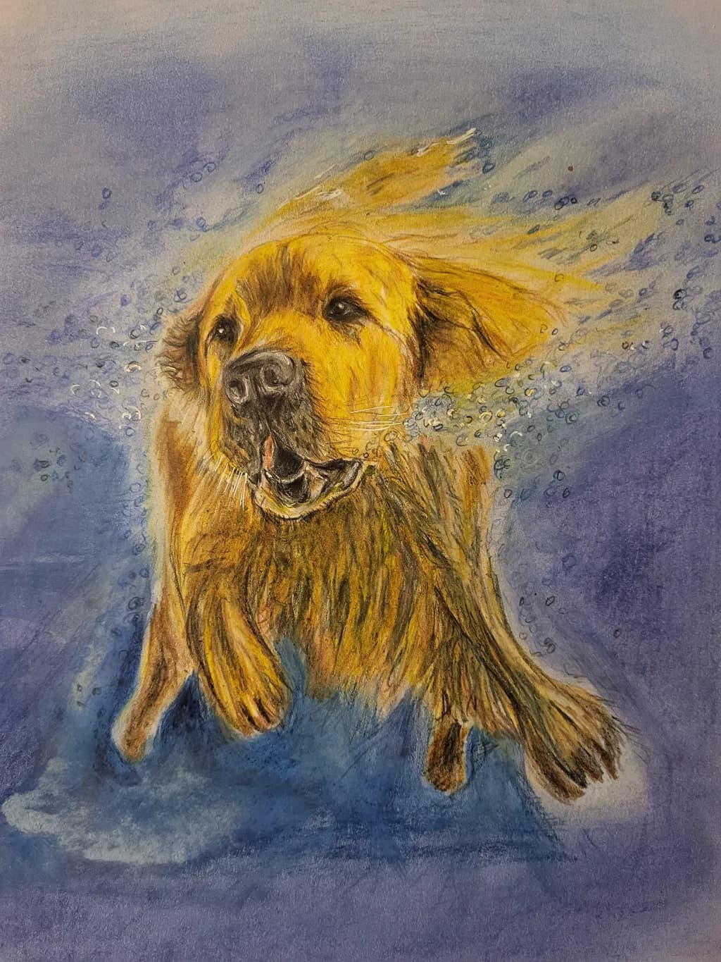 Golden Retriever in Water