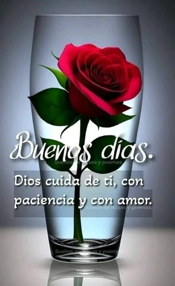 Red Rose Morning