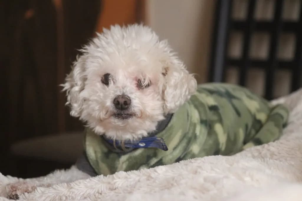 Camo Comfort
