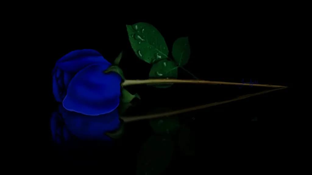 Blue Rose Reflection