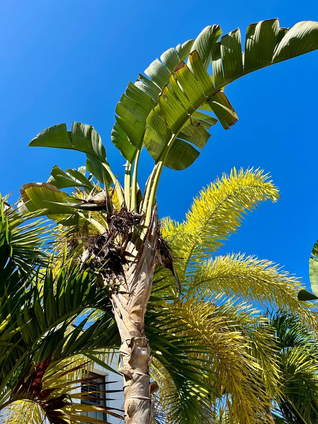 Tropical Canopy