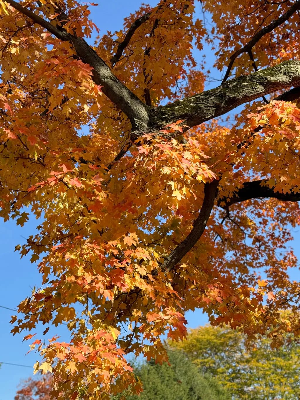 Autumn Canopy