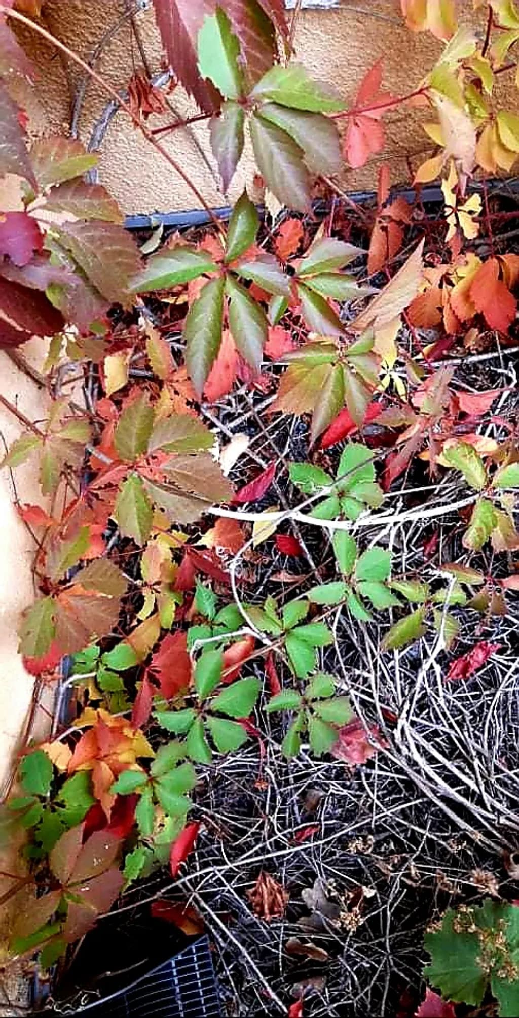 Seasonal Mosaic