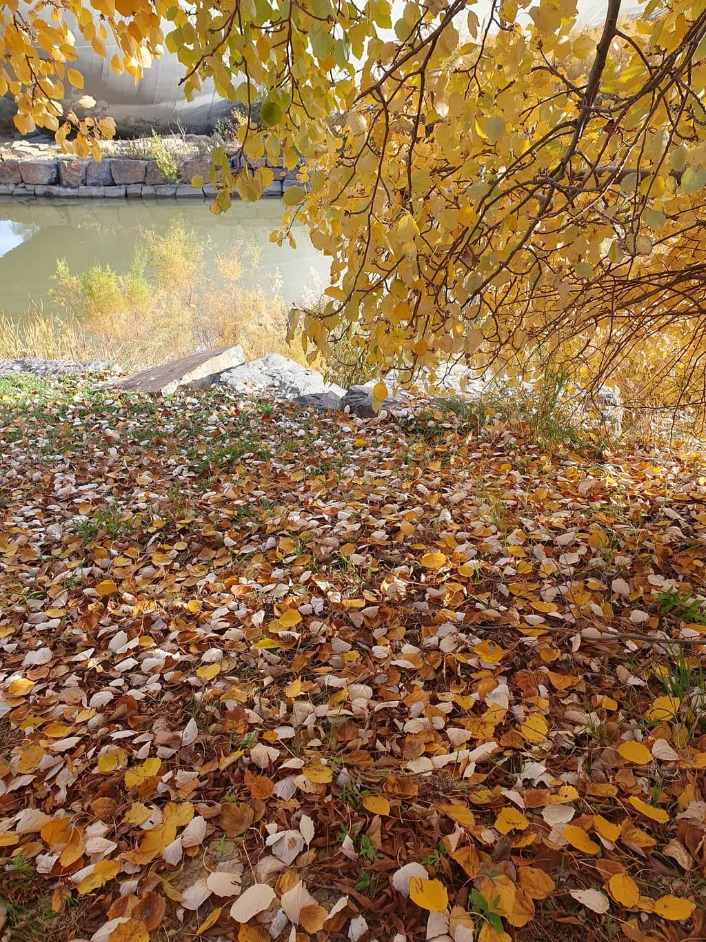 Autumn Tapestry