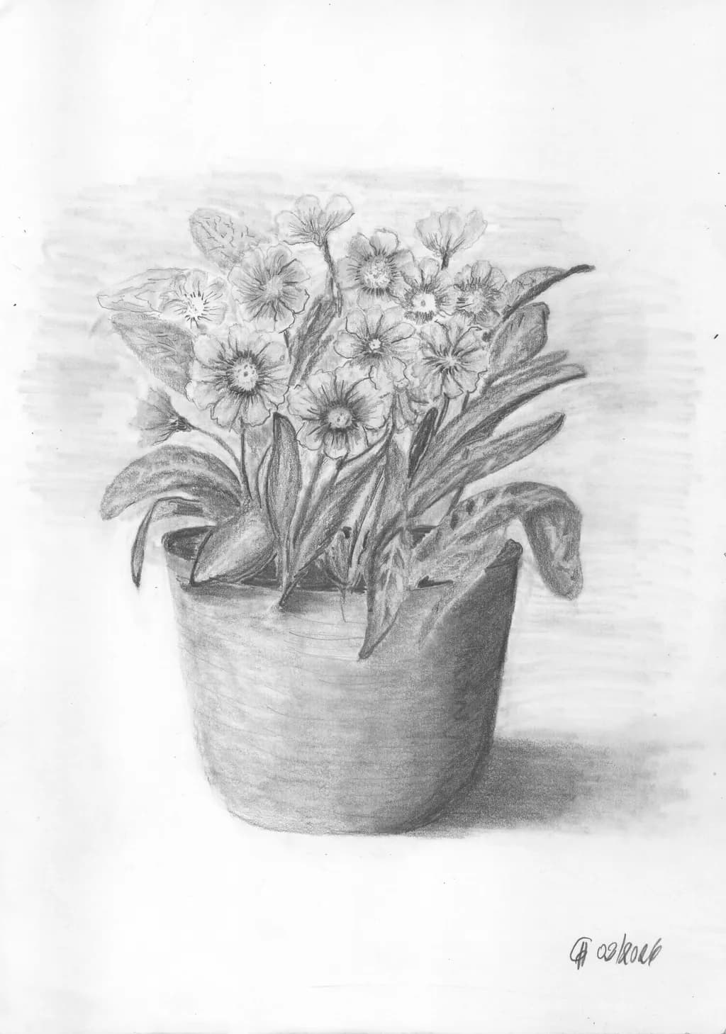 Potted Bloom