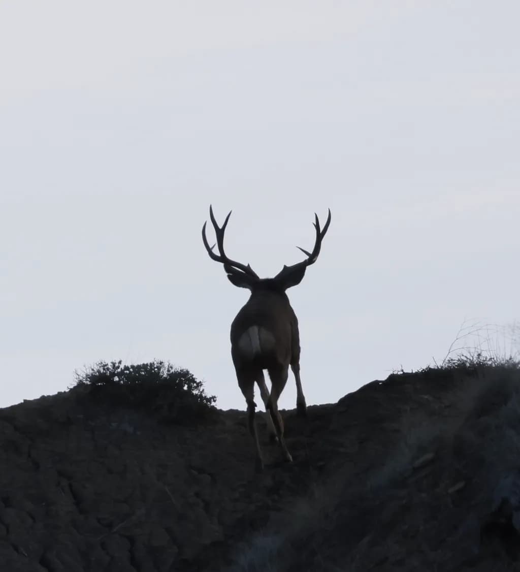 Majestic Ascent