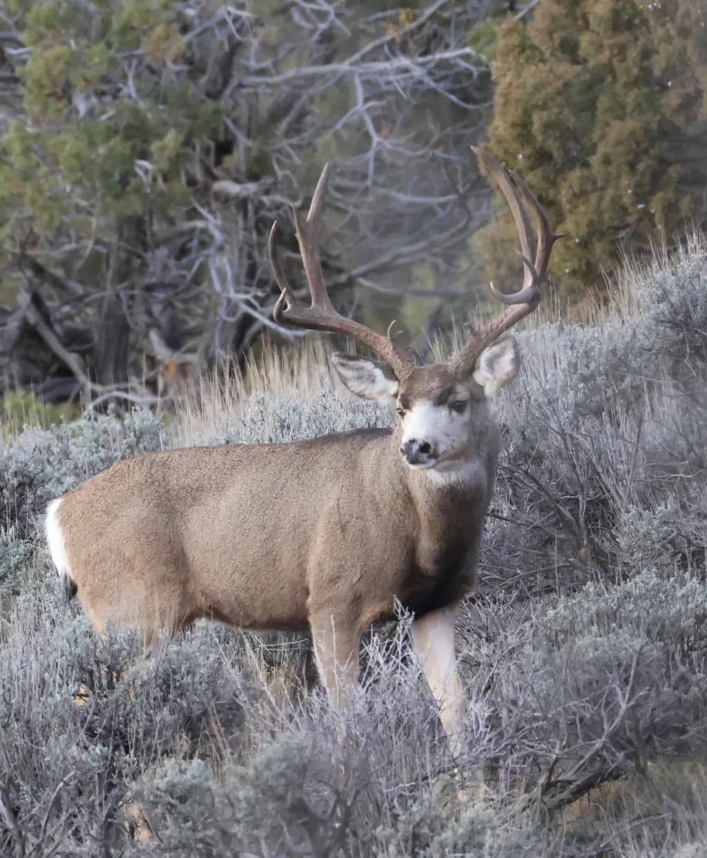 Majestic Stag