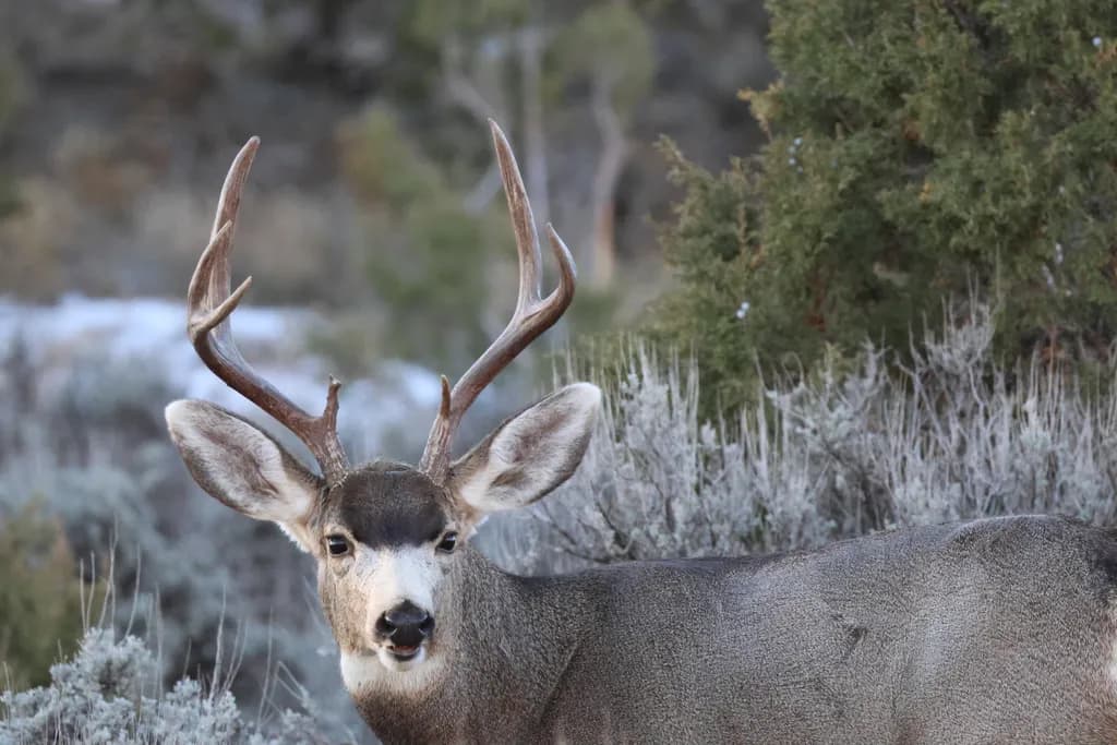 Majestic Buck