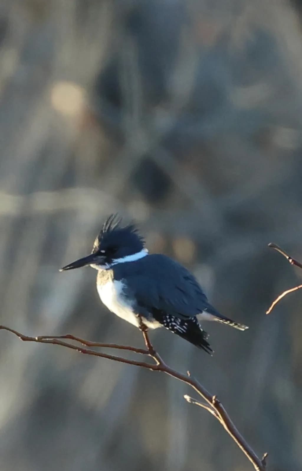 Kingfisher Perch