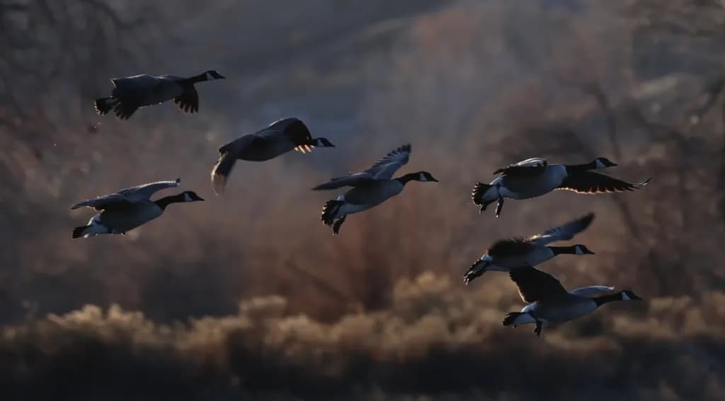 Flock in Flight