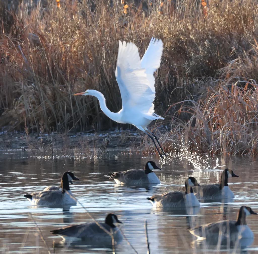 Egrets in Flight
