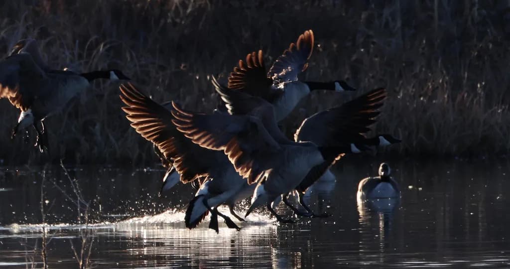 Geese in Motion