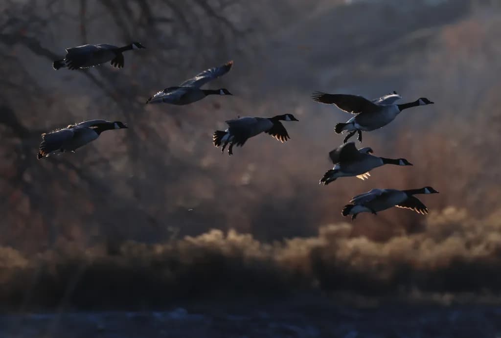 Flight of Geese