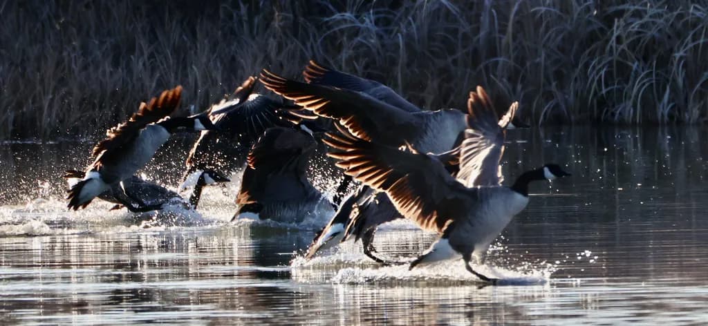 Geese in Flight