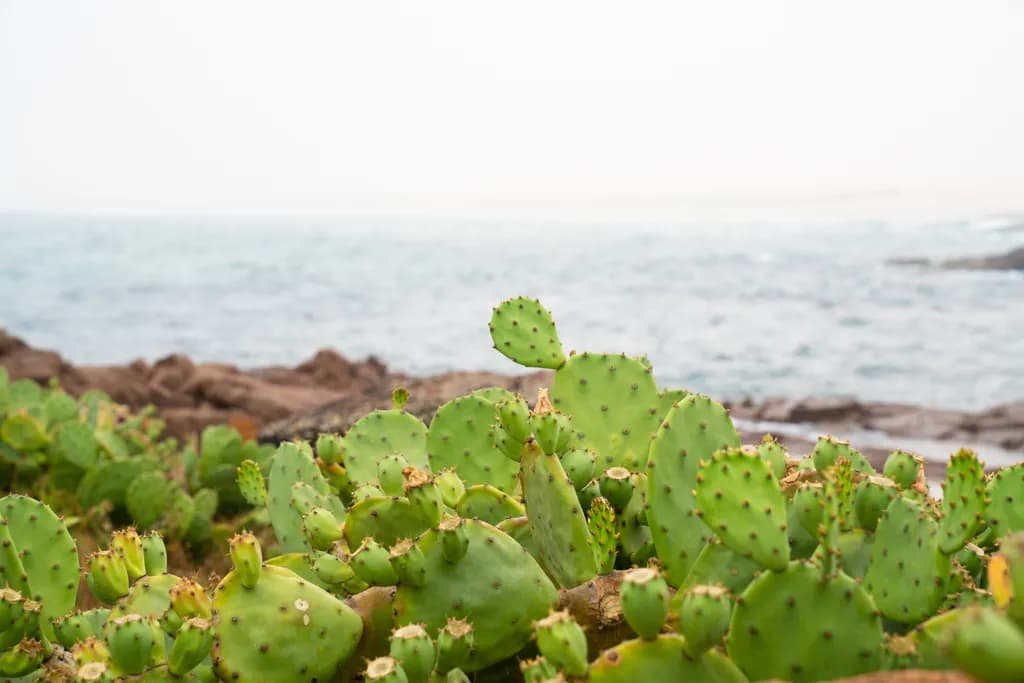 Prickly Outcrop