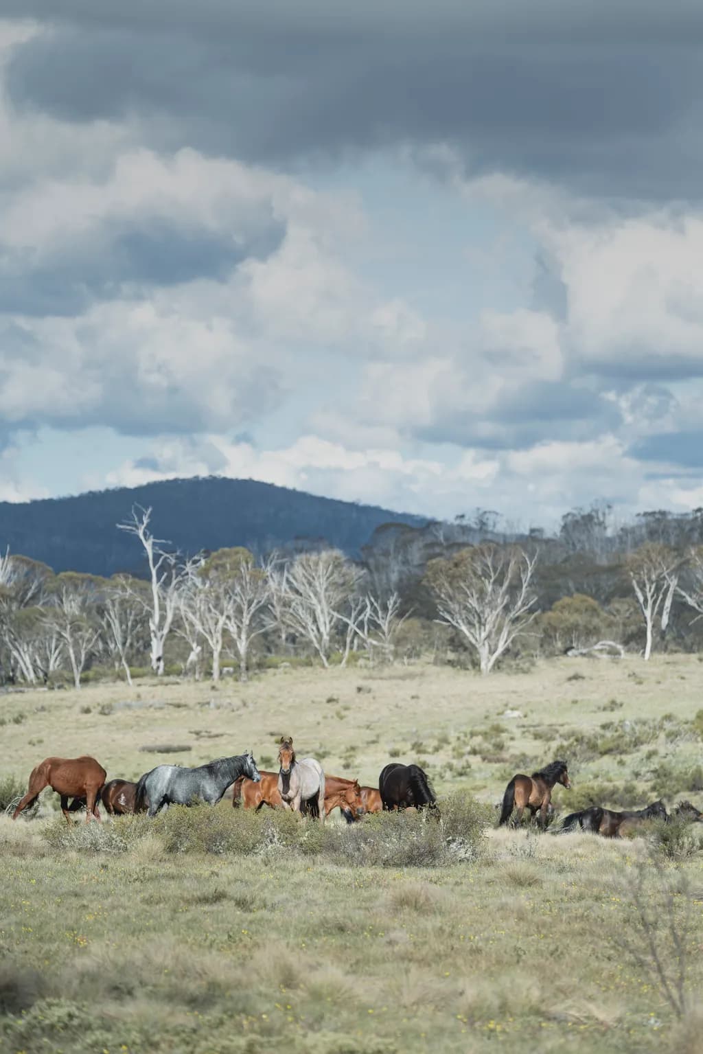 Snowy Mountains Brumbies
