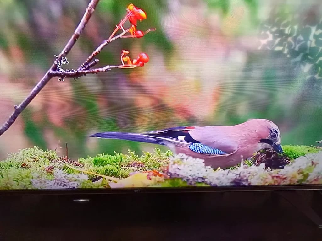 Jay on Moss